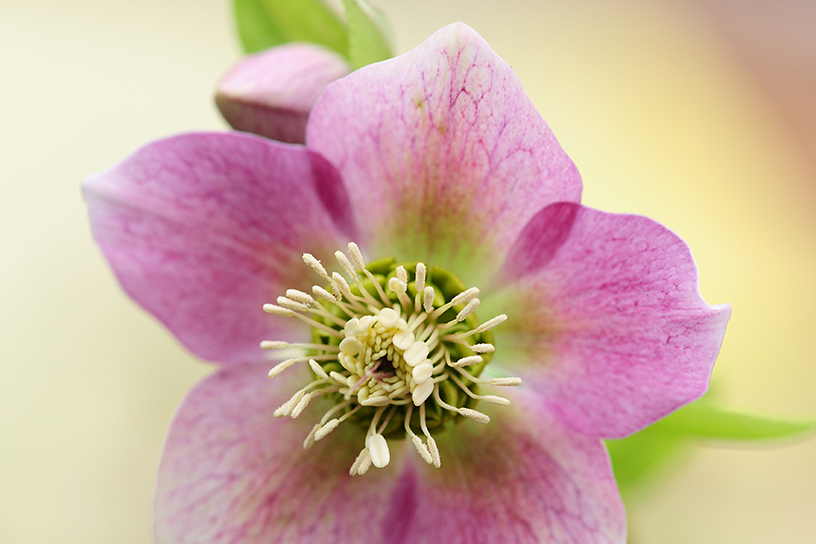 helleborus